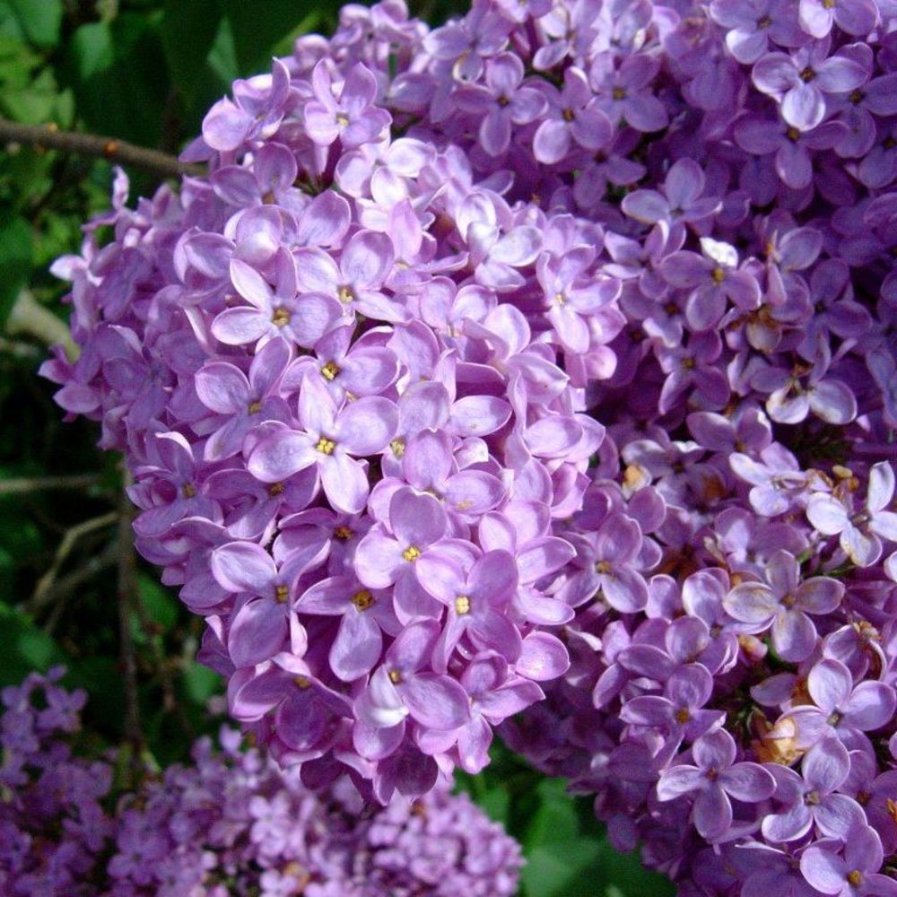 Meet your Posher, Olga